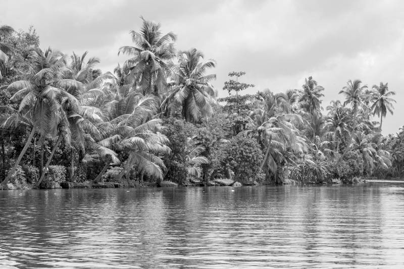 'Garden land' amid wetlands – coconut plantation interspersed with banana and other crops along an embankment in Kuttanad Wetlands in Alappuzha district, Kerala